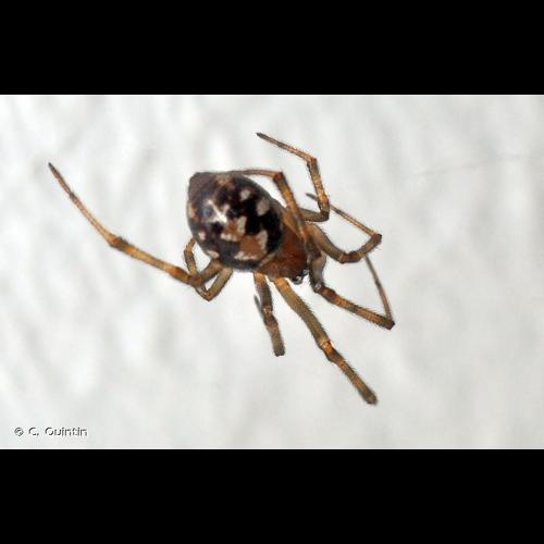 <i>Steatoda triangulosa</i> (Walckenaer, 1802) © C. Quintin