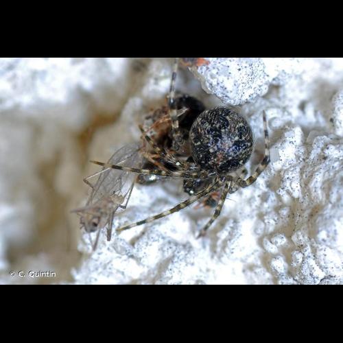 <i>Theridion melanurum</i> Hahn, 1831 © C. Quintin