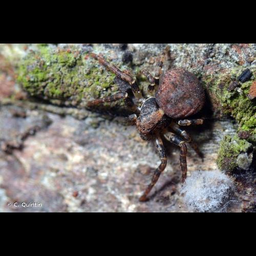 <i>Ozyptila praticola</i> (C.L. Koch, 1837) © C. Quintin