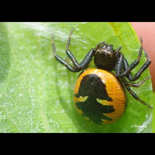 <i>Synema globosum</i> (Fabricius, 1775) © J. Thévenot