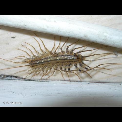 <i>Scutigera coleoptrata</i> (Linnaeus, 1758) © P. Gourdain