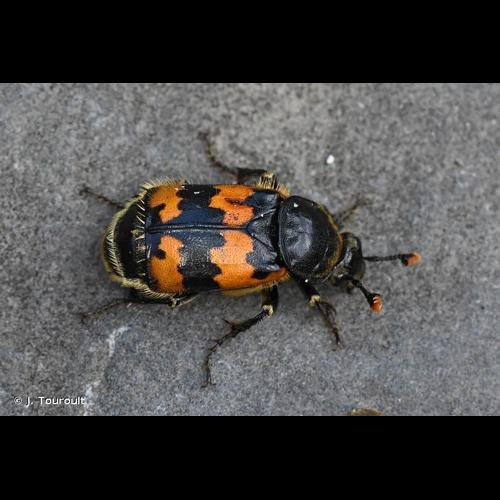 <i>Nicrophorus vespillo</i> (Linnaeus, 1758) © J. Touroult