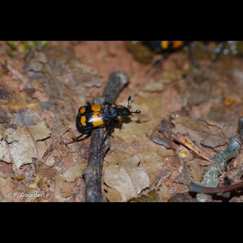 <i>Nicrophorus vespilloides</i> Herbst, 1783 © P. Gourdain