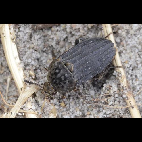 <i>Thanatophilus sinuatus</i> (Fabricius, 1775) © J. Touroult