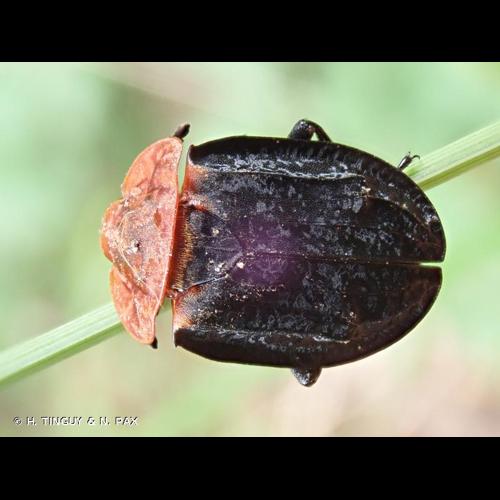 <i>Oiceoptoma thoracicum</i> (Linnaeus, 1758) © H. TINGUY & N. PAX