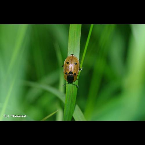 <i>Dendroxena quadrimaculata</i> (Scopoli, 1771) © J. Thevenot