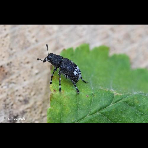 <i>Tropideres albirostris</i> (Schaller, 1783) © J. Touroult