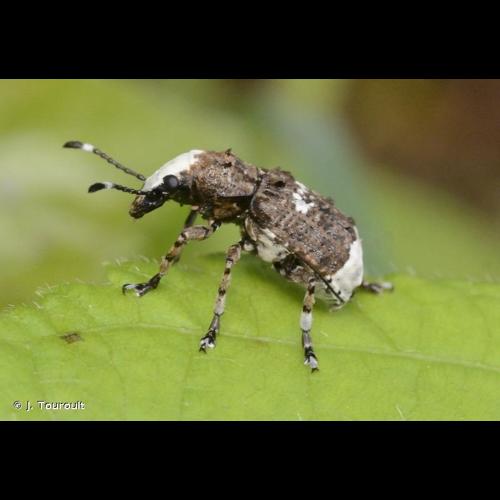 <i>Platystomos albinus</i> (Linnaeus, 1758) © J. Touroult