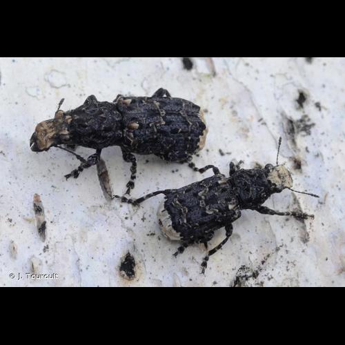 <i>Platyrhinus resinosus</i> (Scopoli, 1763) &copy; J. Touroult