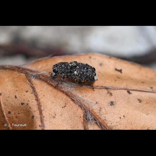 <i>Dissoleucas niveirostris</i> (Fabricius, 1798) © J. Touroult