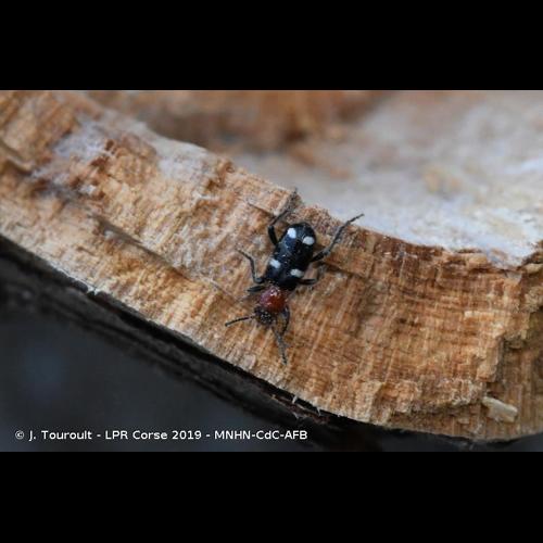 <i>Allonyx quadrimaculatus</i> (Schaller, 1783) &copy; J. Touroult - LPR Corse 2019 - MNHN-CdC-AFB