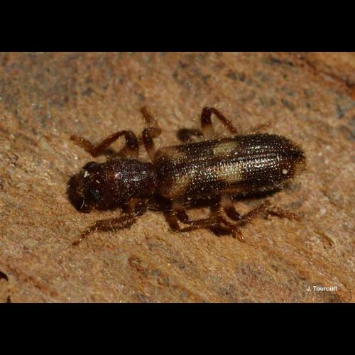 <i>Opilo domesticus</i> (Sturm, 1837) © J. Touroult