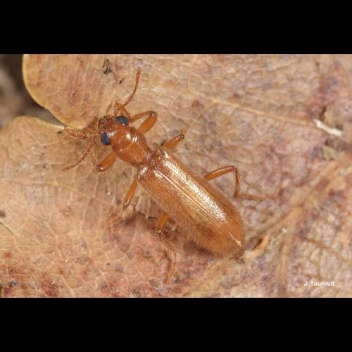 <i>Opilo pallidus</i> (Olivier, 1795) © J. Touroult