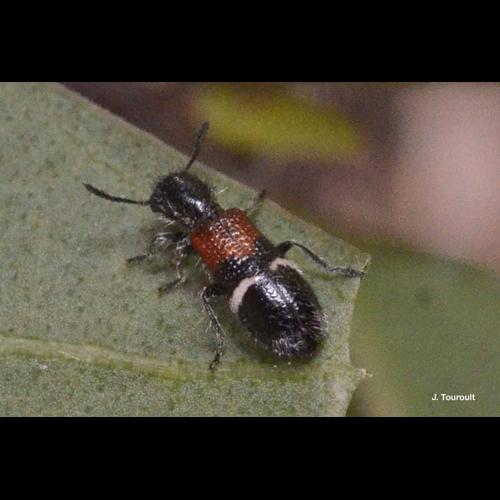 <i>Tilloidea unifasciata</i> (Fabricius, 1787) © J. Touroult