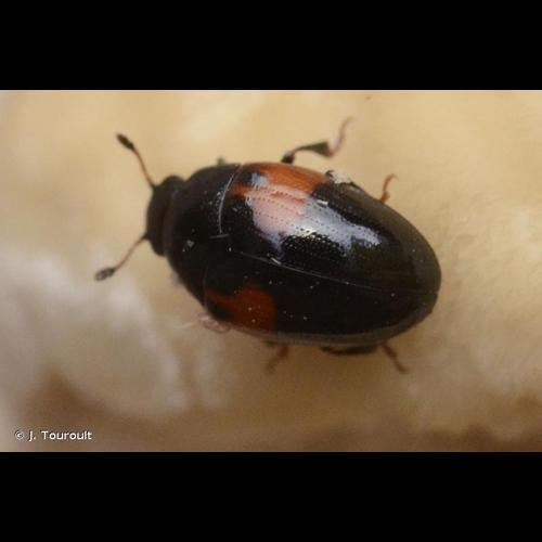 <i>Tritoma bipustulata</i> Fabricius, 1775 © J. Touroult