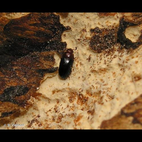 <i>Triplax lacordairii</i> Crotch, 1870 © B. Calmont