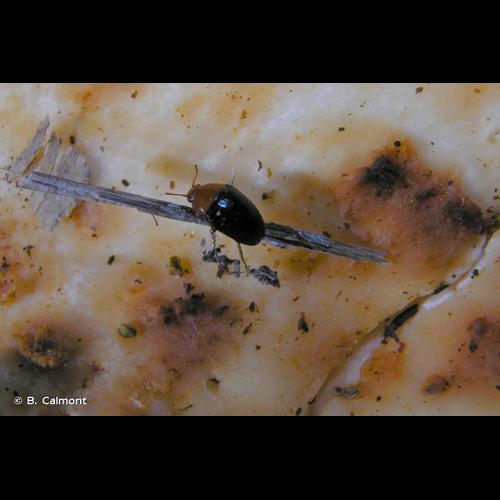 <i>Triplax lepida</i> (Faldermann, 1837) © B. Calmont