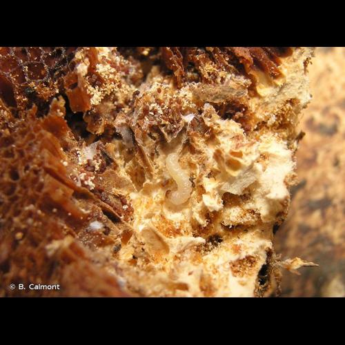 <i>Dacne bipustulata</i> (Thunberg, 1781) © B. Calmont