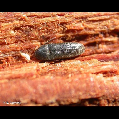 <i>Hylis foveicollis</i> (C.G. Thomson, 1874) © B. Calmont