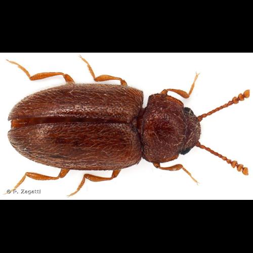 <i>Cryptophilus integer</i> (Heer, 1841) © P. Zagatti