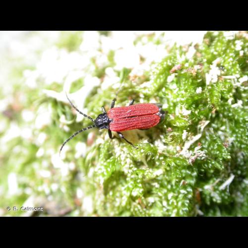 <i>Platycis minutus</i> (Fabricius, 1787) © B. Calmont