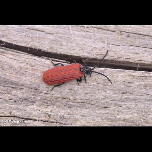 <i>Pyropterus nigroruber</i> (De Geer, 1774) &copy; J. Touroult