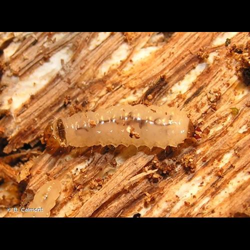 <i>Thymalus limbatus</i> (Fabricius, 1787) © B. Calmont