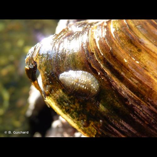 <i>Glossiphonia complanata</i> (Linnaeus, 1758) © B. Guichard