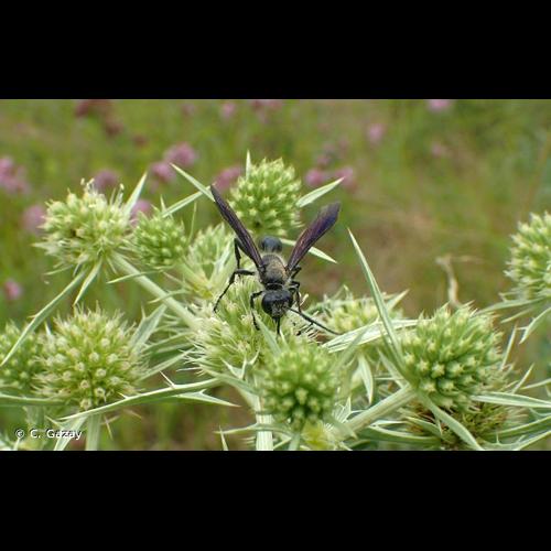 <i>Isodontia mexicana</i> (Saussure, 1867) &copy; C. Gazay