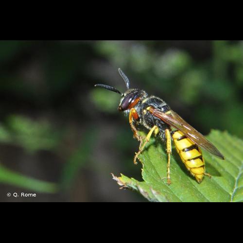 <i>Philanthus triangulum</i> (Fabricius, 1775) © Q. Rome