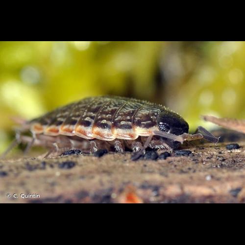 <i>Philoscia muscorum</i> (Scopoli, 1763) © C. Quintin