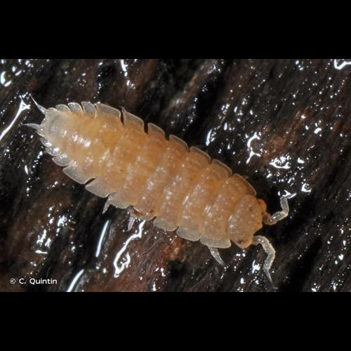 <i>Haplophthalmus danicus</i> Budde-Lund, 1880 © C. Quintin