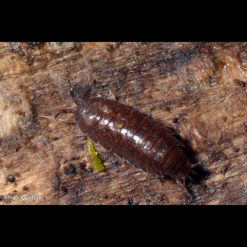 <i>Trichoniscus pusillus</i> Brandt, 1833 © C. Quintin