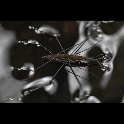 <i>Aquarius najas</i> (De Geer, 1773) © J. Touroult