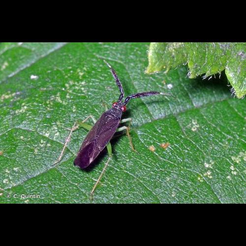 <i>Heterotoma planicornis</i> (Pallas, 1772) © C. Quintin