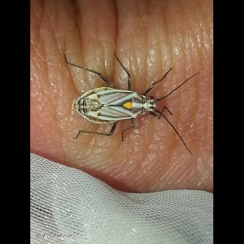 <i>Horistus orientalis</i> (Gmelin, 1790) &copy; A. Lévêque