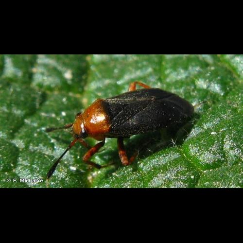 <i>Capsus ater</i> (Linnaeus, 1758) © F. Michalke
