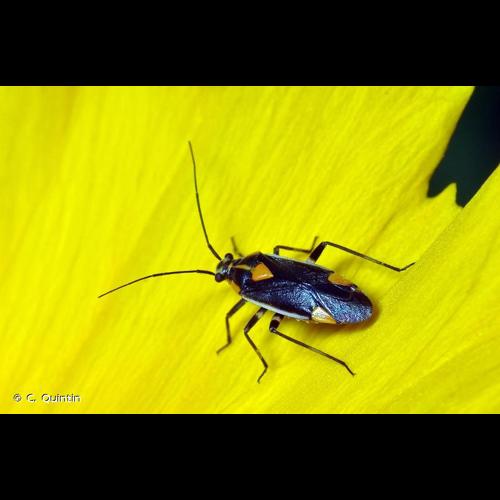 <i>Capsodes flavomarginatus</i> (Donovan, 1798) © C. Quintin