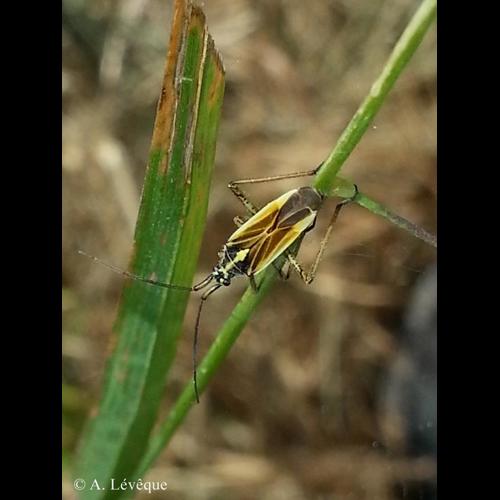 <i>Leptopterna dolabrata</i> (Linnaeus, 1758) © A. LEVEQUE