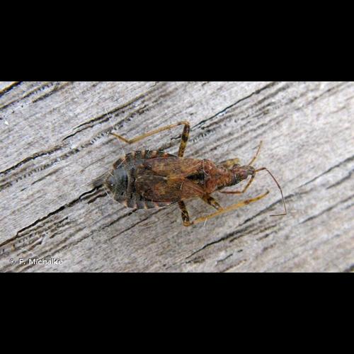 <i>Himacerus mirmicoides</i> (O. Costa, 1834) © F. Michalke