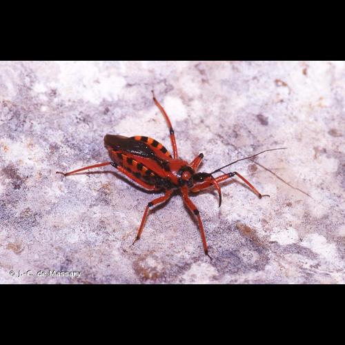 <i>Rhynocoris iracundus</i> (Poda, 1761) © J.-C. de Massary