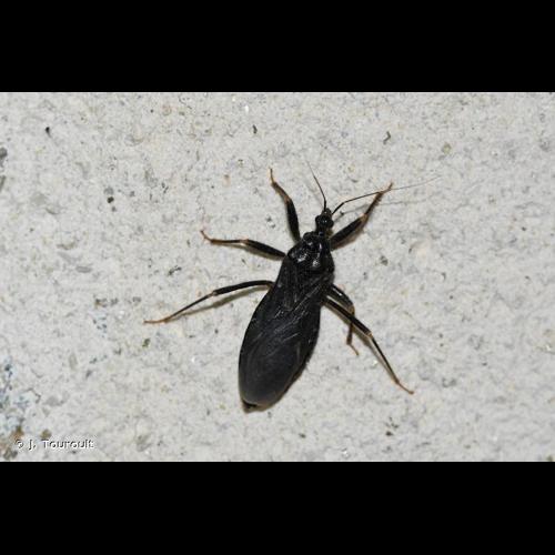 <i>Reduvius personatus</i> (Linnaeus, 1758) © J. Touroult