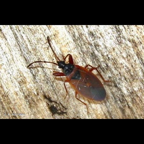 <i>Gastrodes grossipes</i> (De Geer, 1773) &copy; F. Michalke