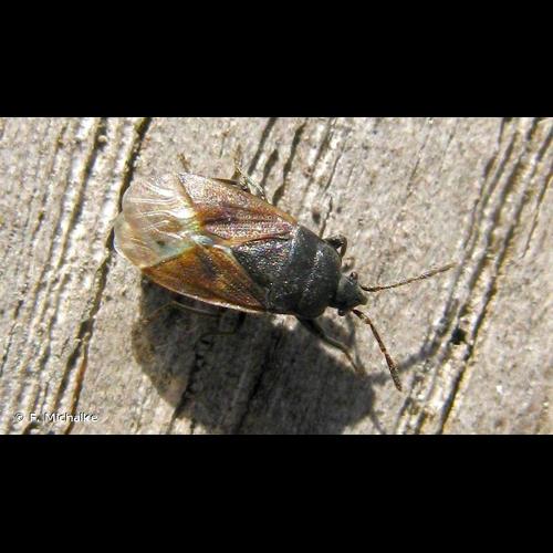 <i>Drymus sylvaticus</i> (Fabricius, 1775) © F. Michalke