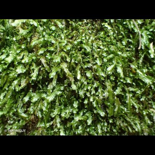 <i>Homalia lusitanica</i> Schimp., 1856 © H. TINGUY