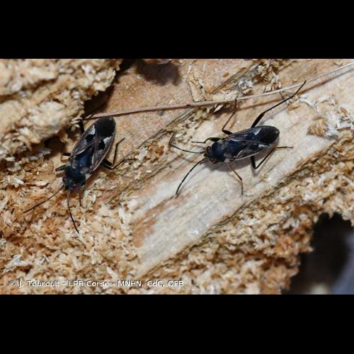 <i>Rhyparochromus vulgaris</i> (Schilling, 1829) &copy; J. Touroult - LPR Corse - MNHN, CdC, OFB