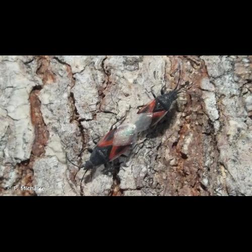 <i>Oxycarenus lavaterae</i> (Fabricius, 1787) © F. Michalke