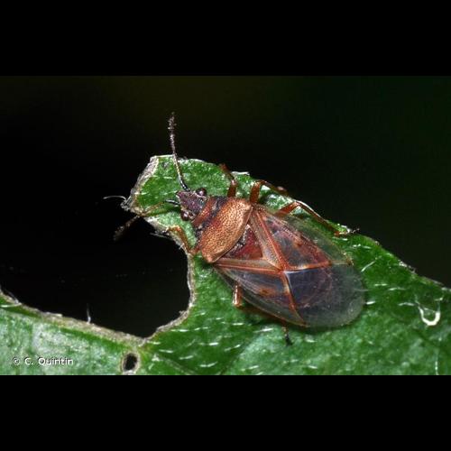 <i>Kleidocerys resedae</i> (Panzer, 1797) © C. Quintin