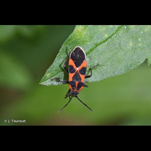 <i>Tropidothorax leucopterus</i> (Goeze, 1778) &copy; J. Touroult