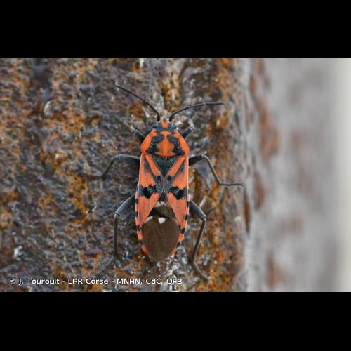 <i>Spilostethus pandurus</i> (Scopoli, 1763) © J. Touroult - LPR Corse - MNHN, CdC, OFB